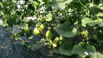 公益吃瓜全家桶,一场全民参与的爱心盛宴